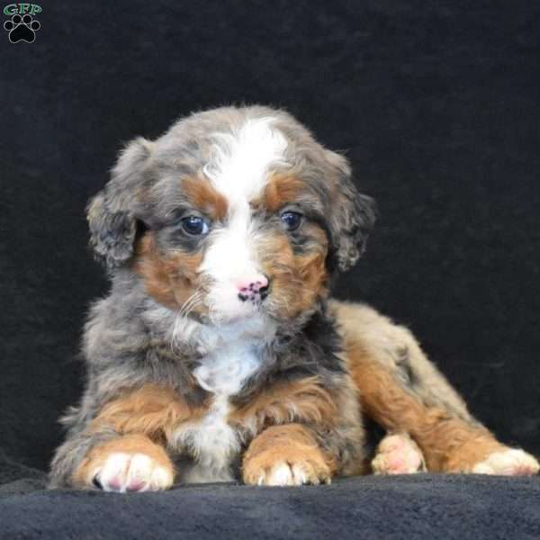 Duke, Mini Bernedoodle Puppy